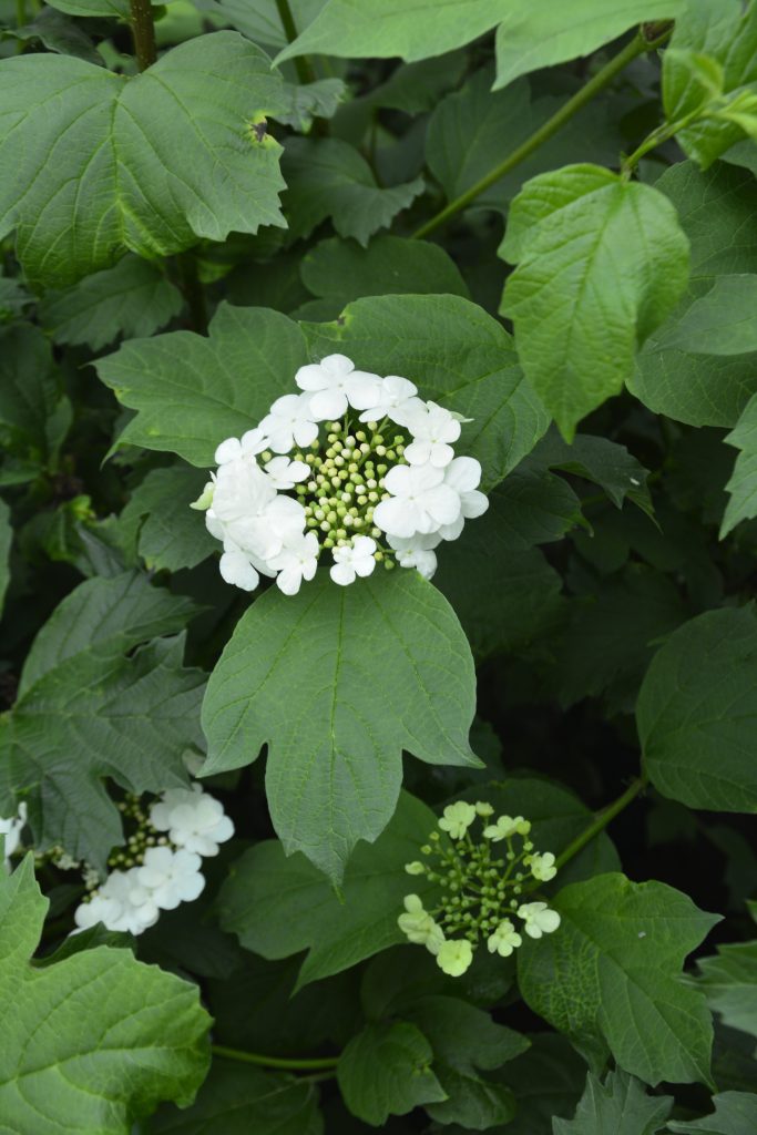 American Highbush Cranberry • Kiwi Nurseries Ltd