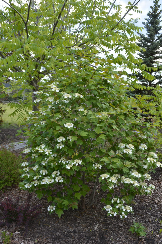 American Highbush Cranberry • Kiwi Nurseries Ltd