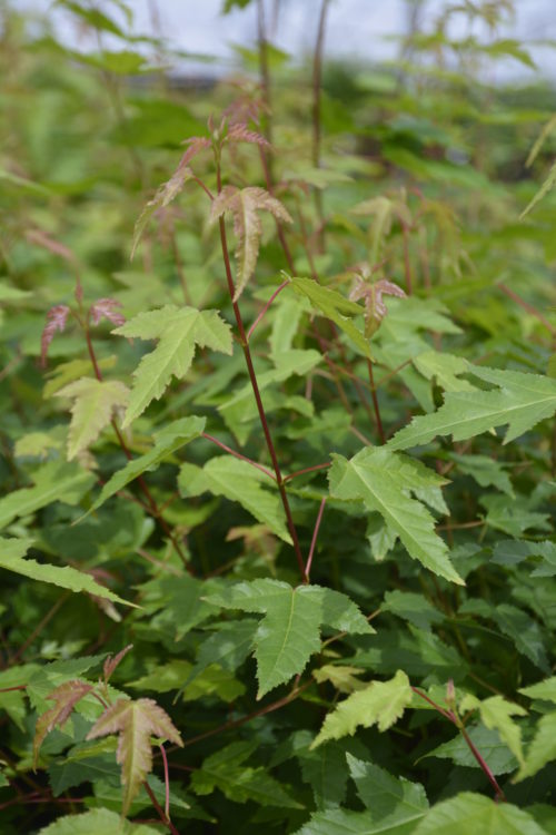 Amur Maple Shrub Foliage Close Up