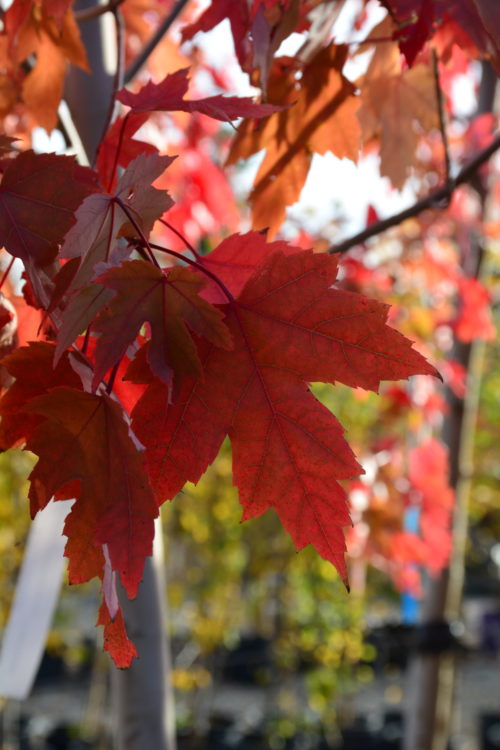 Autumn Blaze Maple Fall Colours