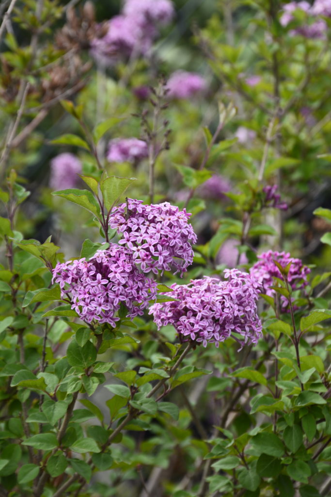 Bloomerang Purple Lilac • Kiwi Nurseries Ltd