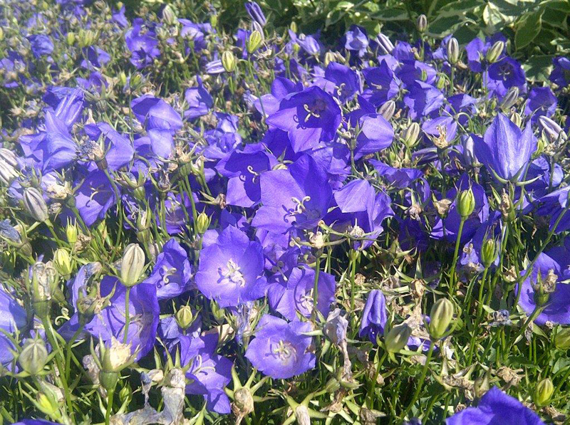 Blue Clips Bellflower in Flower
