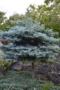 Blue Globe Spruce • Kiwi Nurseries Ltd