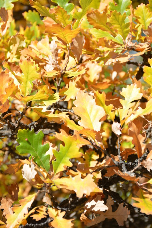 Bur Oak Fall Colours