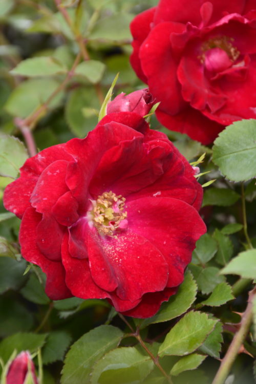 Champlain Rose Flower Close Up