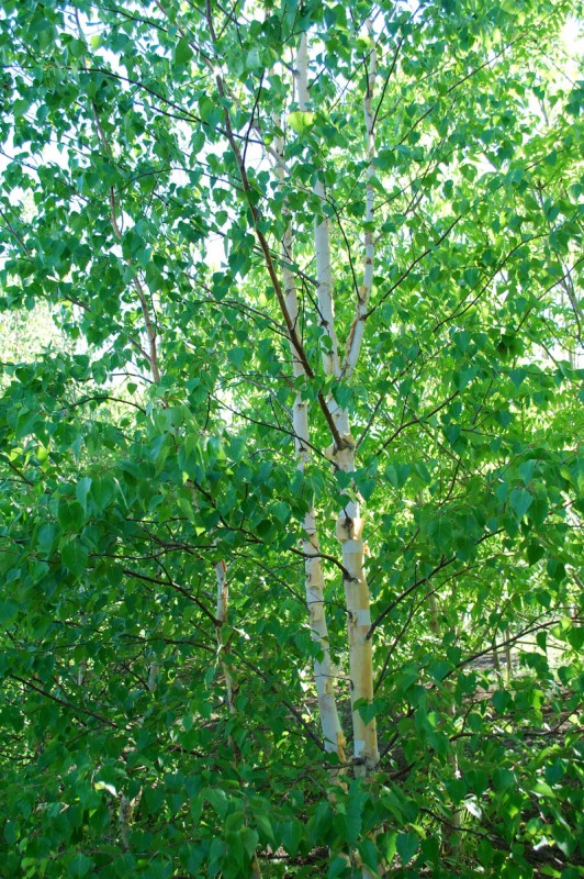 Clump Paper Birch Full Tree