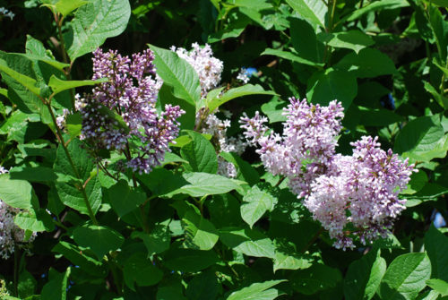 Common Lilac Flower Close Up