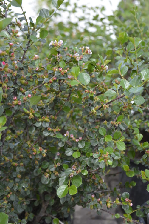 Cranberry Cotoneaster in Flower