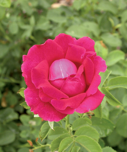 Cuthbert Grant Rose Flower Close Up