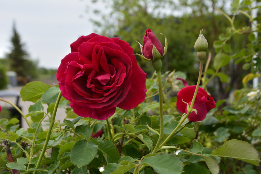 Cuthbert Grant Rose • Kiwi Nurseries Ltd