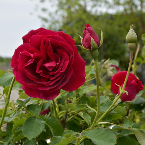 Cuthbert Grant Rose Flower Close Up