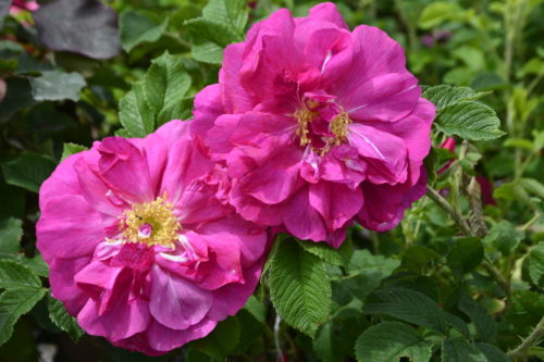 David Thompson Rose Flower Close Up