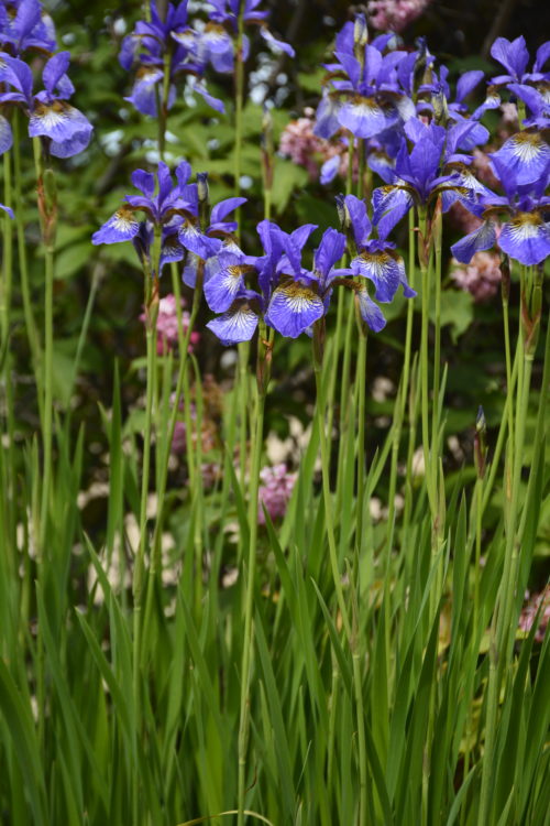 Dwarf Arctic Iris in Flower