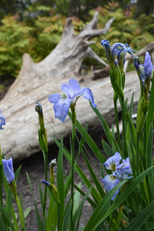 Dwarf Artic Iris Flower Close Up