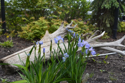 Dwarf Artic Iris in Flower