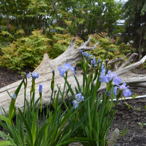 Dwarf Artic Iris in Flower