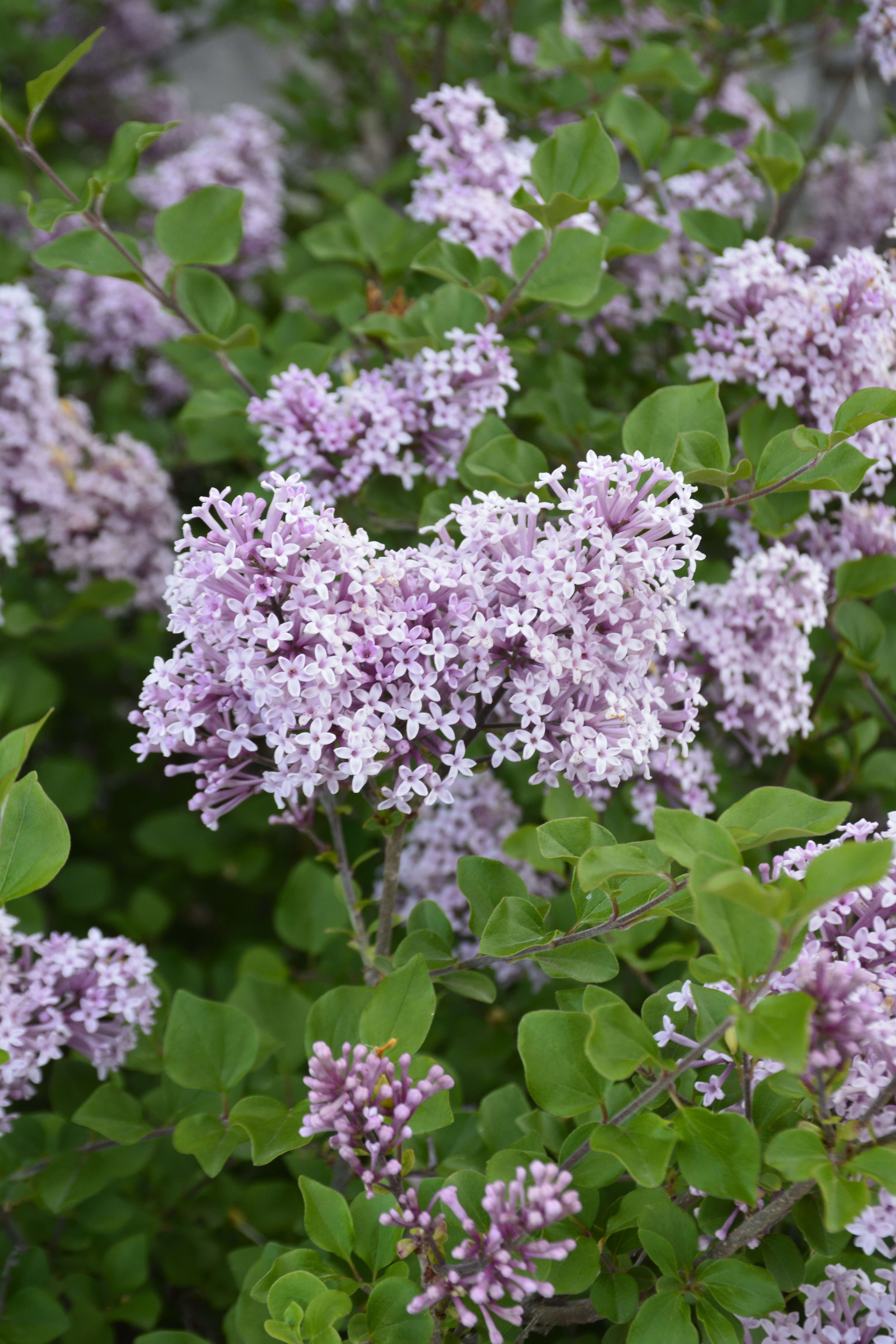 Dwarf Korean Lilac • Kiwi Nurseries Ltd