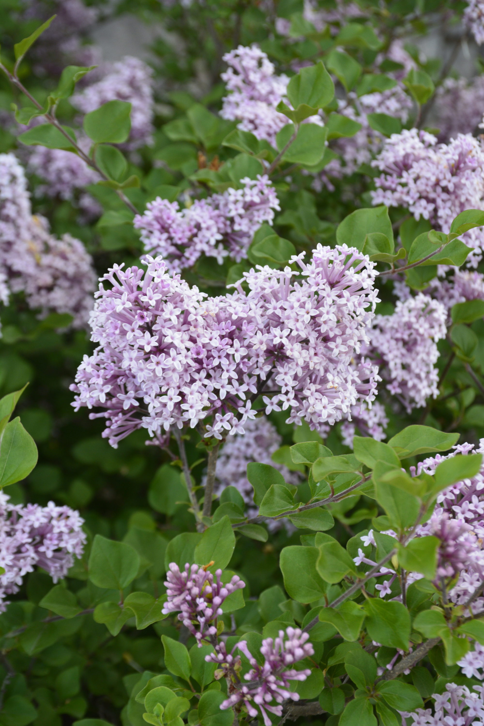 Dwarf Lilac Varieties