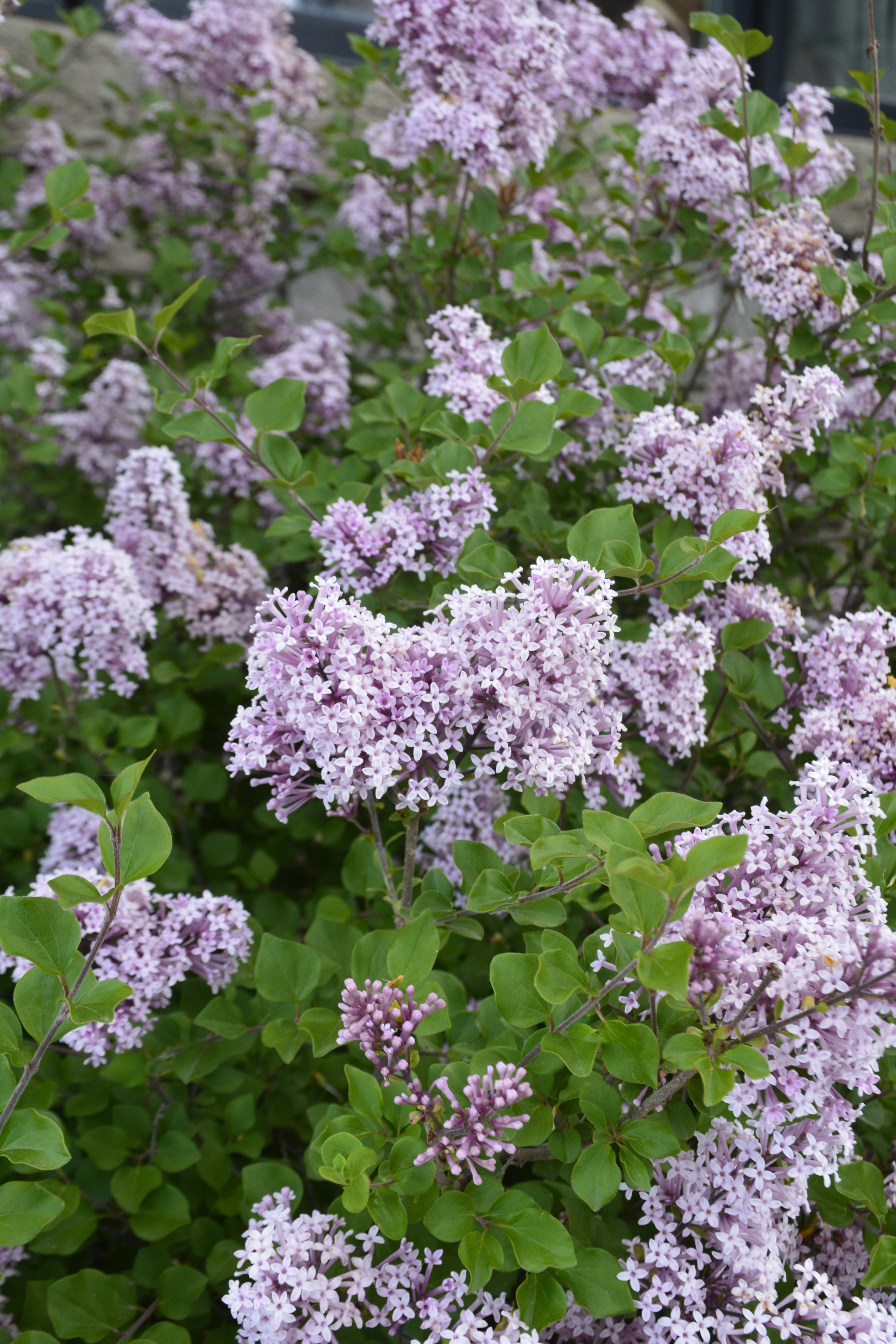 Dwarf Korean Lilac • Kiwi Nurseries Ltd