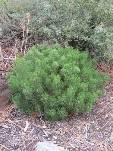 Dwarf Mugo Pine Full Shrub