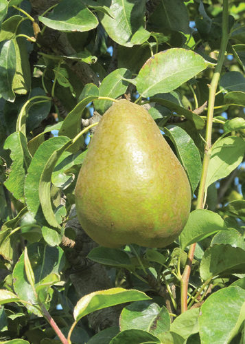 Early Gold Pear Fruit Close Up