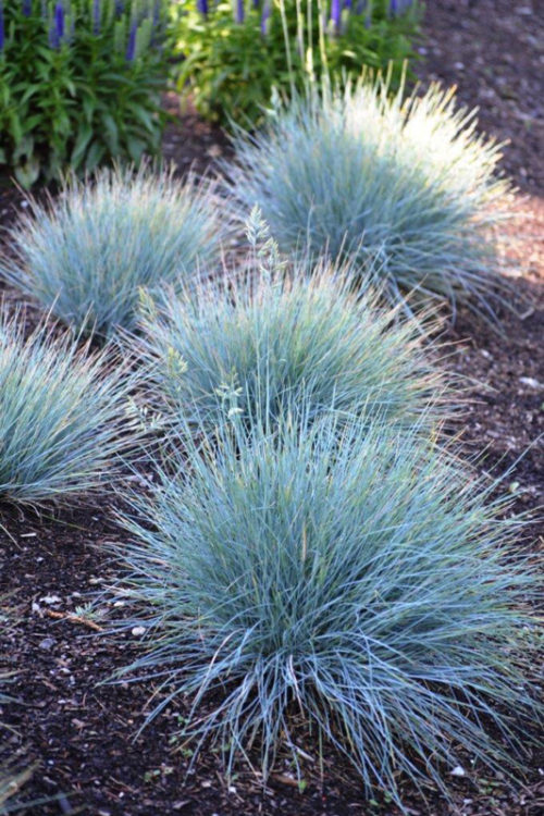 Elijah Blue Fescue Grass in Full