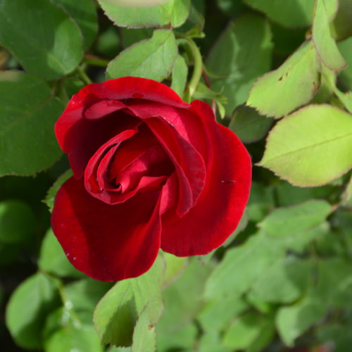 Emily Carr Rose Flower Close Up
