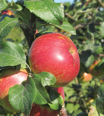 Fall Red Apple Fruit Close Up