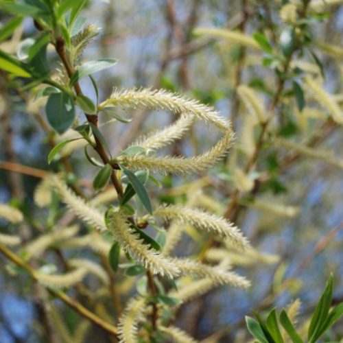 Golden Willow Catkins Close Up