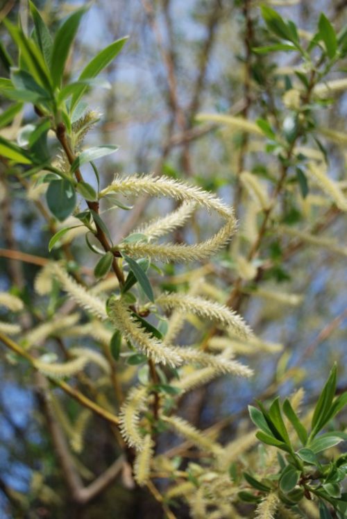 Golden Willow Catkins Close Up