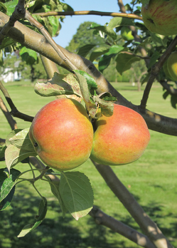Goodland Apple Fruit Close Up