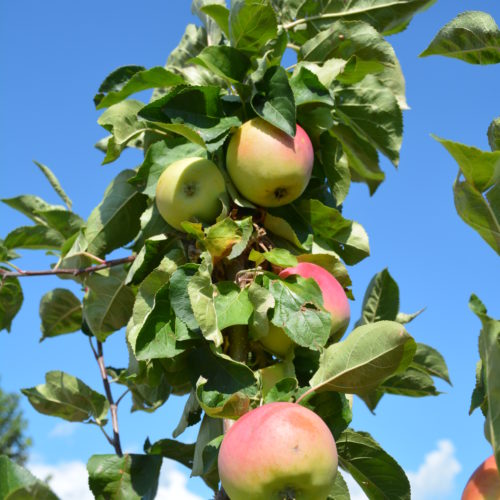 Goodland Apple Fruit Close Up