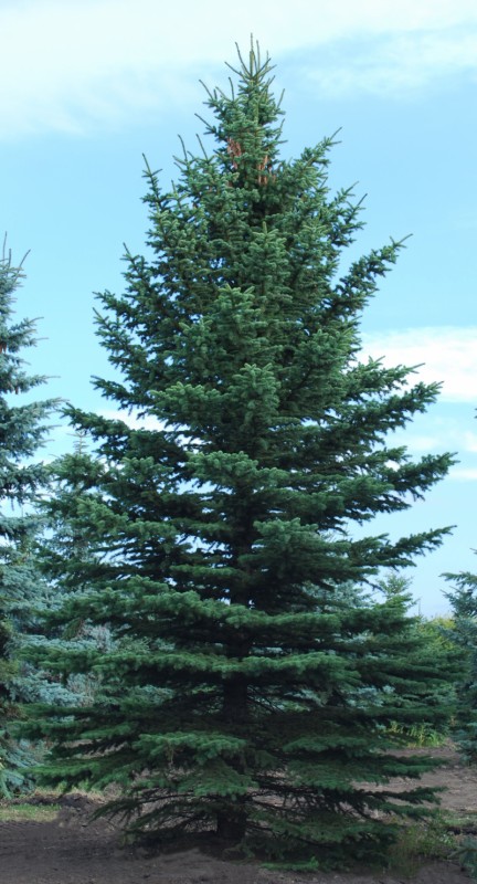 Green Colorado Spruce Full Tree