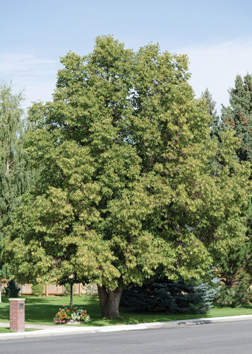 Greenspire Linden Full Tree