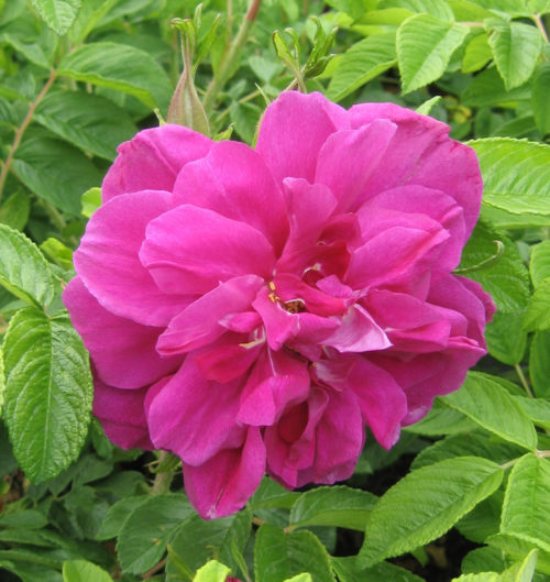 Hansa Rose Flower Close Up