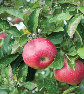 Hardi-Mac Apple Fruit Close Up