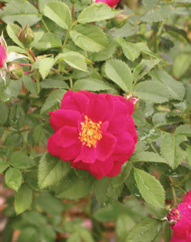Henry Kelsey Red Rose Flower Close Up