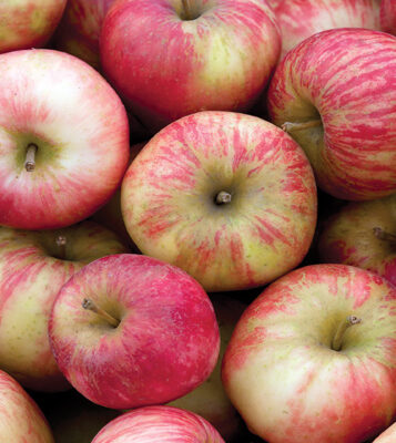 Honeycrisp Apple Fruit Close Up