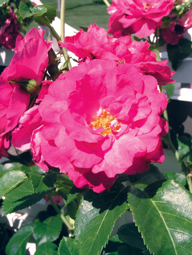 John Cabot Rose Flower Close Up