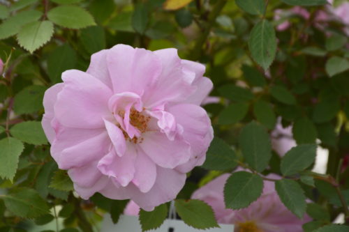 John Davis Rose Flower Close Up