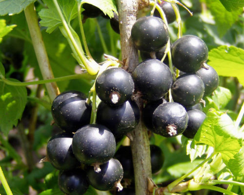 Josta Berry Fruit Close Up