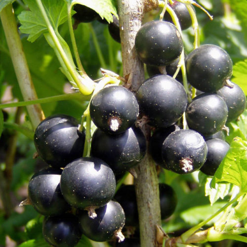 Josta Berry Fruit Close Up