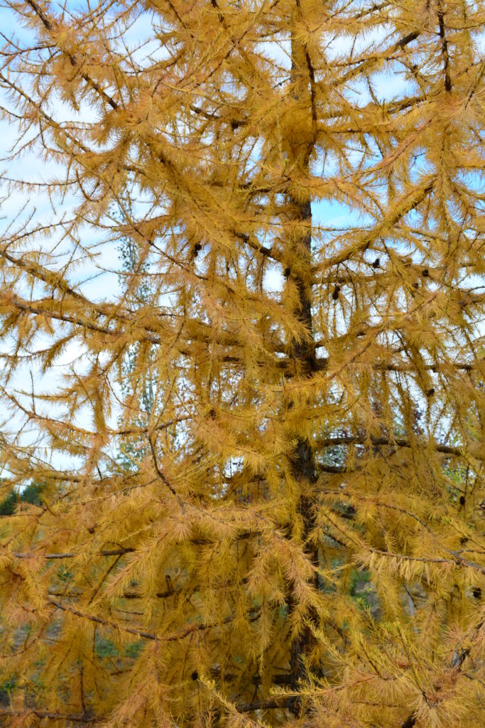 Siberian Larch • Kiwi Nurseries Ltd