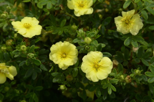 Lemon Meringue Potentilla Flower Close Up