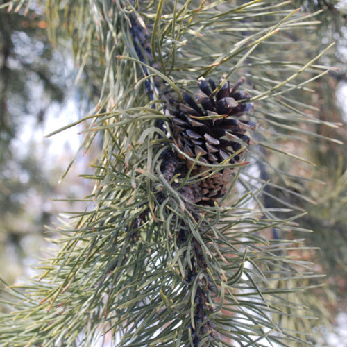 Lodgepole Pine Needles Close Up