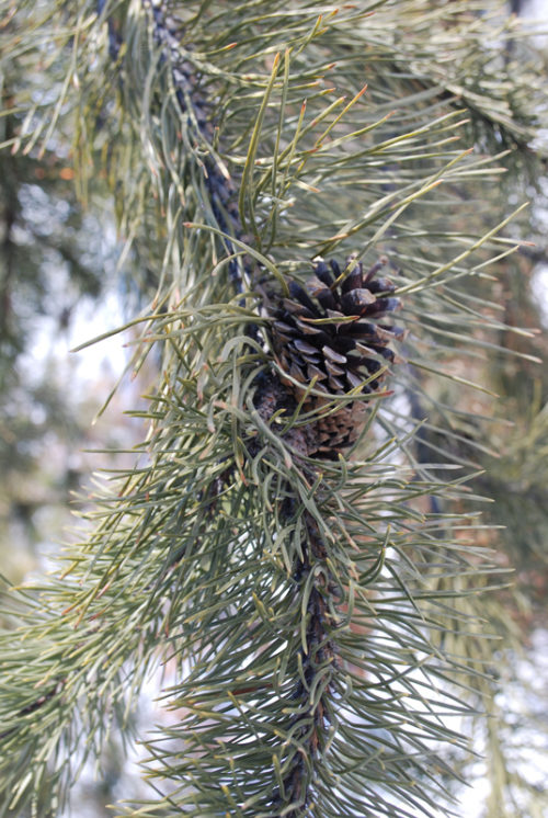 Lodgepole Pine Needles Close Up