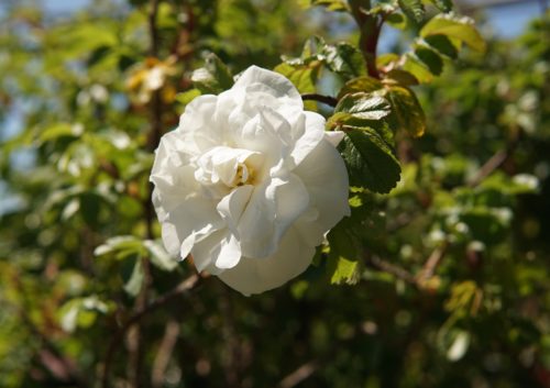 Marie Bugnet Rose