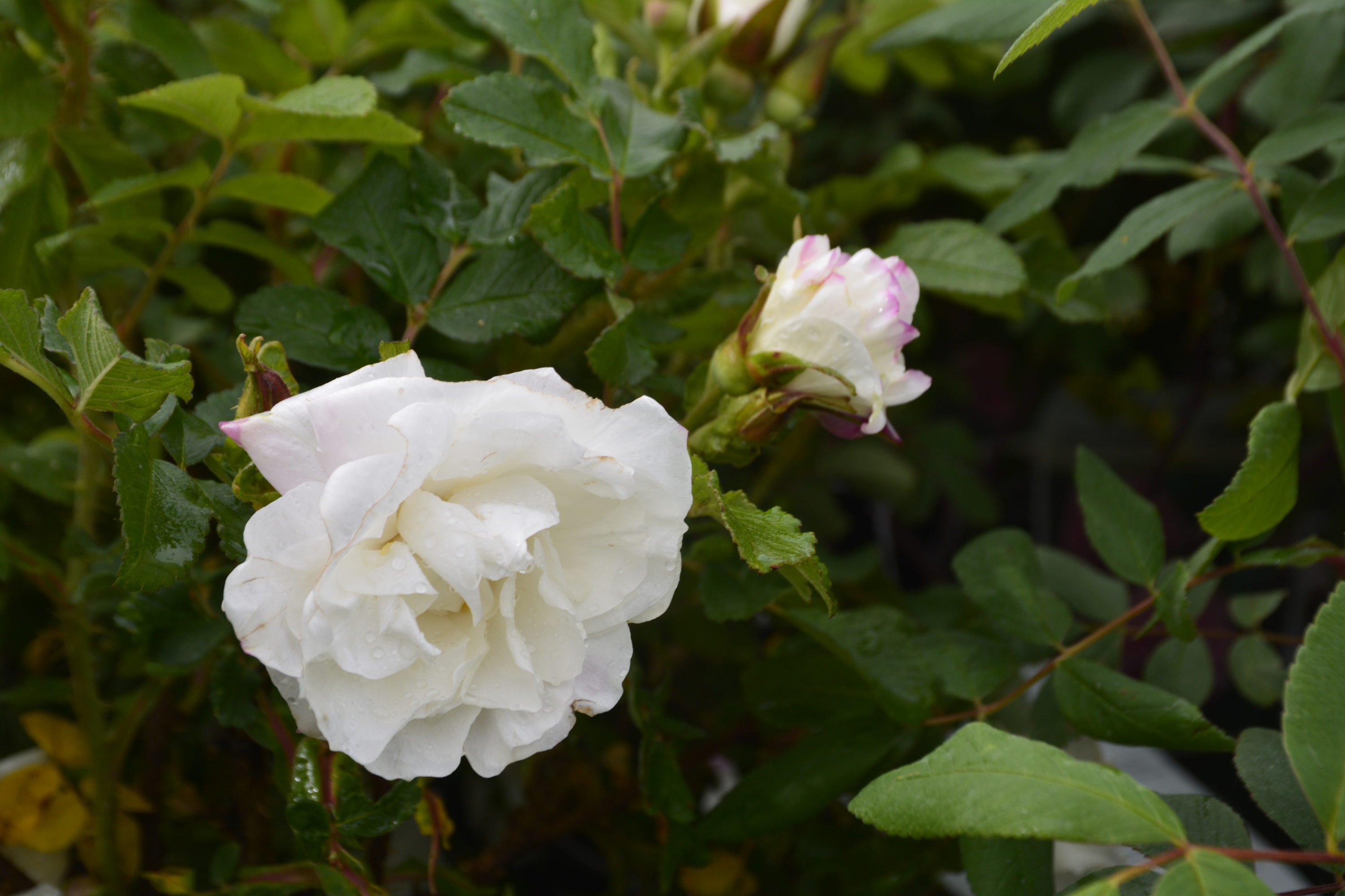 Marie Bugnet Rose Flower Close Up