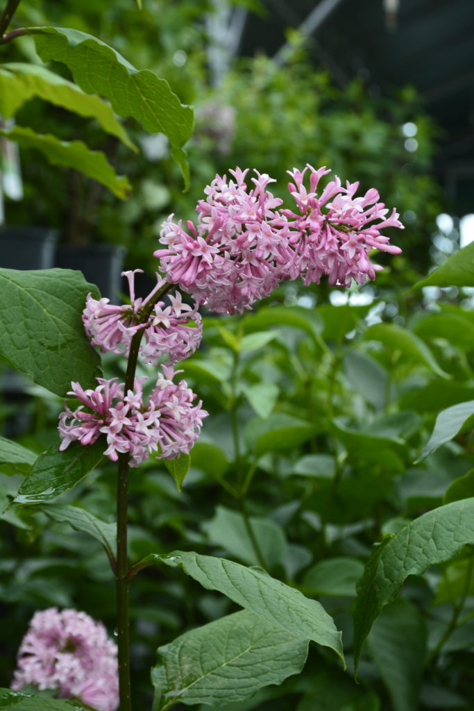 Miss Canada Lilac • Kiwi Nurseries Ltd