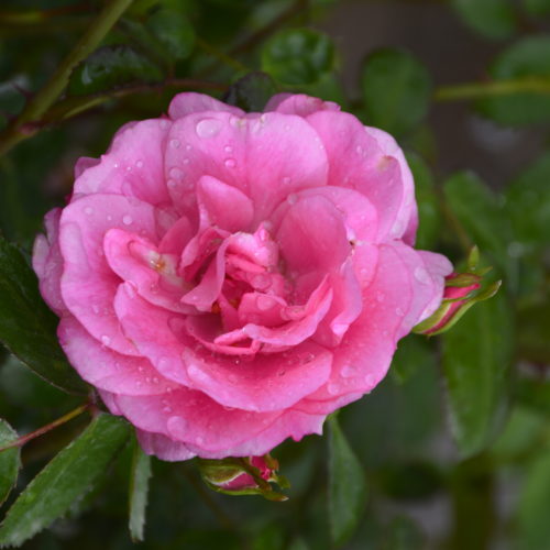 Morden Belle Rose Flower Close Up